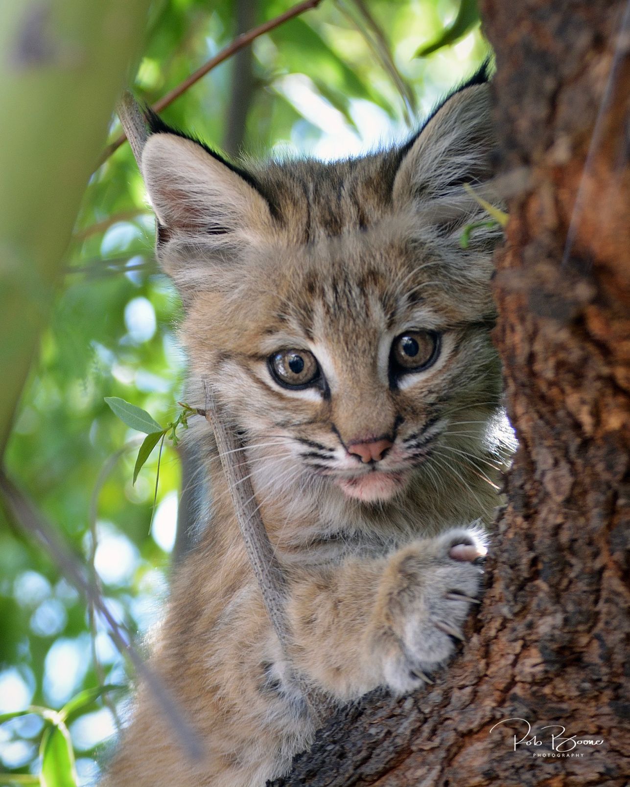 Southern Arizona Wildlife Babies